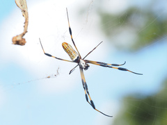 Trichonephila clavipes