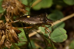 Pentatoma rufipes