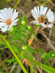 Helophilus fasciatus