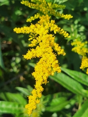 Solidago juncea