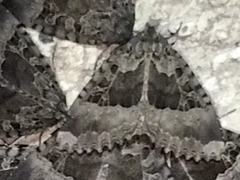 Mormo maura