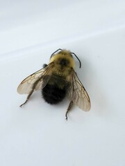 Bombus bimaculatus