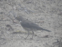 Turdus assimilis