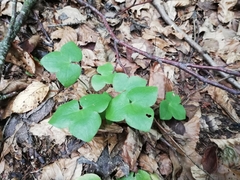 Hepatica nobilis