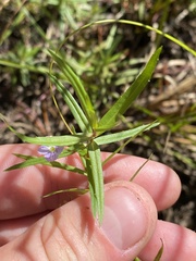 Veronica scutellata