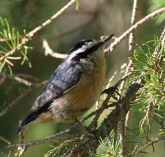 Sitta canadensis