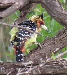 Trachyphonus vaillantii vaillantii
