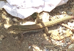 Podarcis erhardii