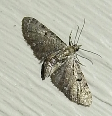 Eupithecia miserulata
