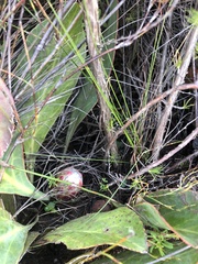 Protea scolopendriifolia