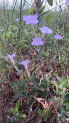 Ruellia humilis