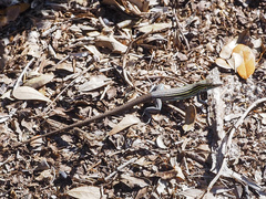 Aspidoscelis sexlineatus