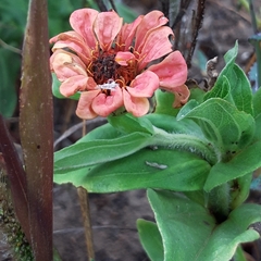 Zinnia elegans