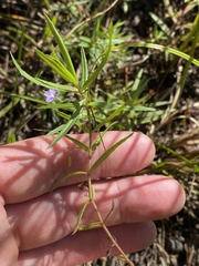 Veronica scutellata