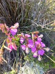 Polygala bracteolata
