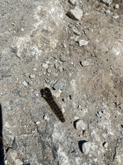 Eriogaster arbusculae