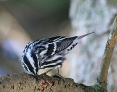 Mniotilta varia