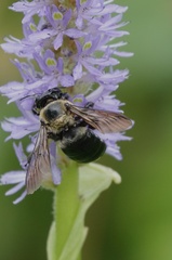 Xylocopa virginica