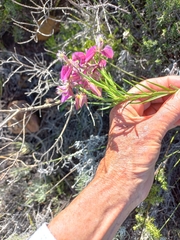 Polygala bracteolata