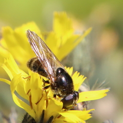 Cheilosia canicularis