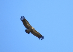 Gyps fulvus