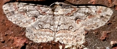 Iridopsis defectaria