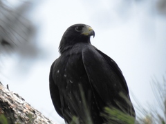 Buteo albonotatus