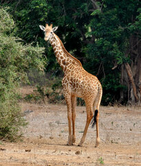 Giraffa camelopardalis tippelskirchi