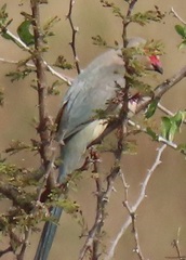 Urocolius indicus transvaalensis