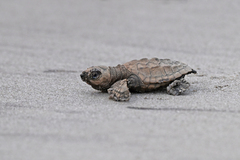 Lepidochelys olivacea