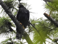 Buteo albonotatus