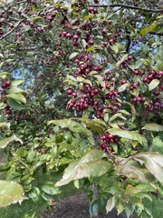 Malus angustifolia