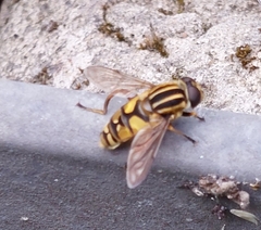 Helophilus pendulus
