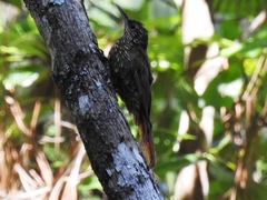 Lepidocolaptes affinis