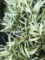 Leucadendron salignum