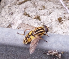 Helophilus pendulus