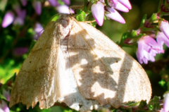 Falcaria lacertinaria