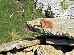 Marmota marmota