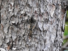 Certhia americana
