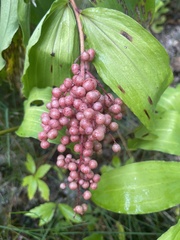 Maianthemum racemosum
