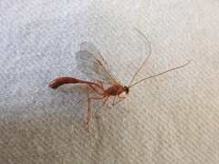 Enicospilus americanus-complex