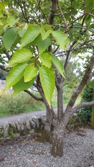 Prunus avium