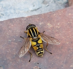 Helophilus pendulus