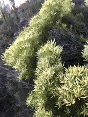 Leucadendron salignum