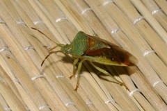 Elasmostethus interstinctus