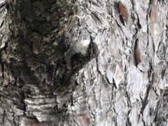 Certhia americana
