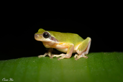 Hyla chinensis