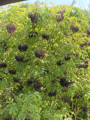 Sambucus canadensis
