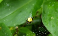 Macracantha hasselti
