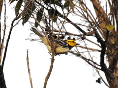 Setophaga chrysoparia